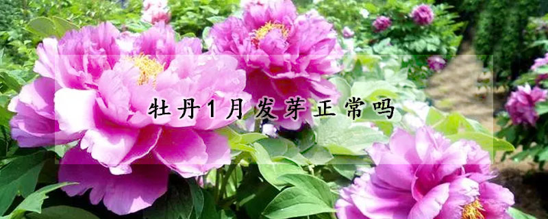 牡丹1月發(fā)芽正常嗎