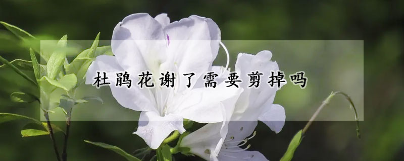 杜鵑花謝了需要剪掉嗎