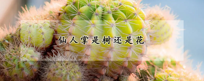 仙人掌是樹還是花