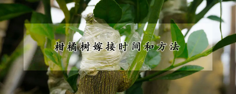 柑橘樹嫁接時間和方法