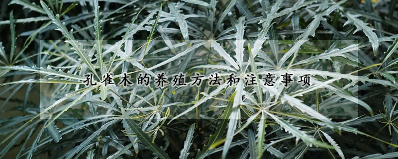 孔雀木的養殖方法和注意事項