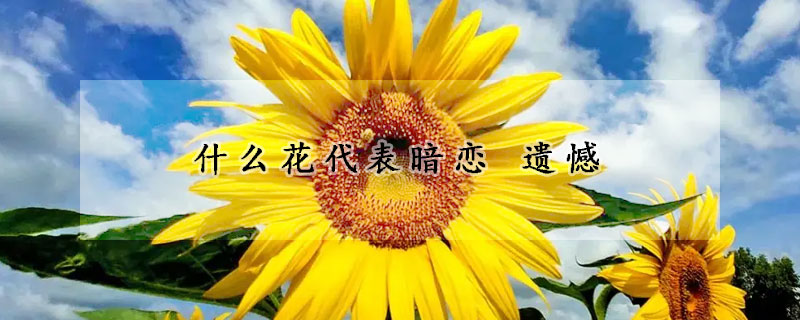 什么花代表暗戀 遺憾