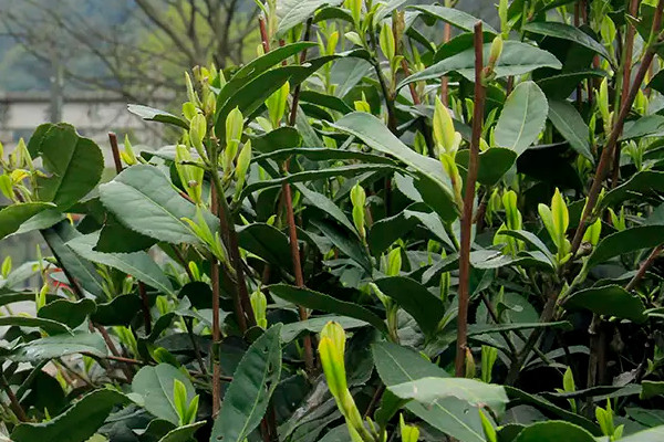 西湖龍井是紅茶還是綠茶 西湖龍井屬于綠茶嗎