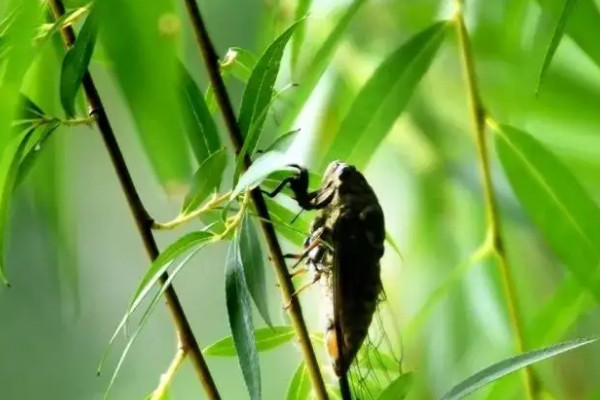 夏天到了什么叫,什么花開