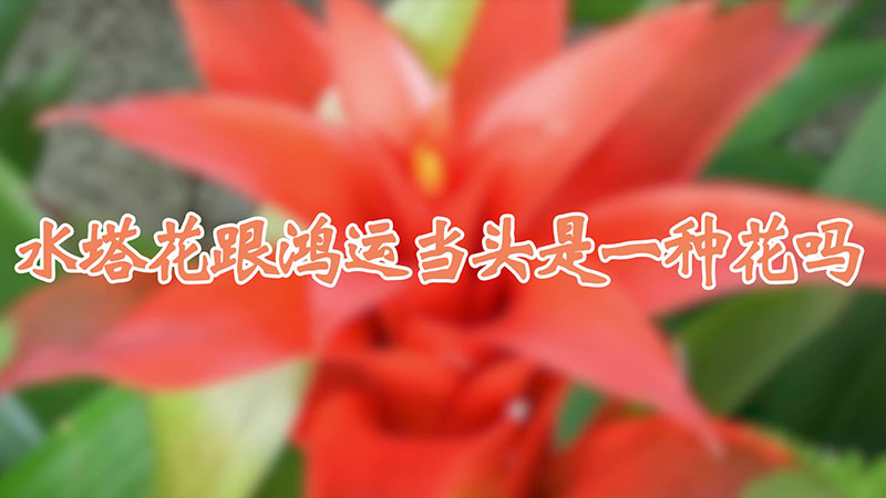 水塔花跟鴻運(yùn)當(dāng)頭是一種花嗎