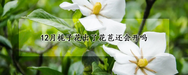 12月梔子花出了花苞還會開嗎