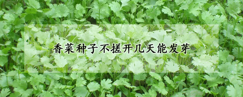 香菜種子不搓開幾天能發(fā)芽