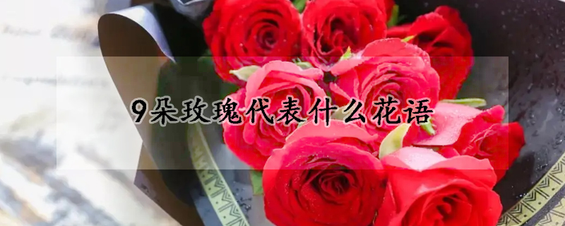 9朵玫瑰代表什么花語