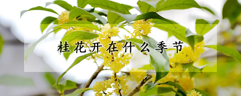 桂花開(kāi)在什么季節(jié)