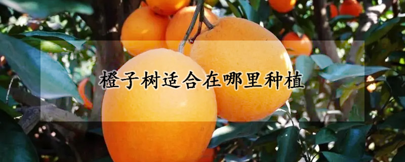 橙子樹(shù)適合在哪里種植