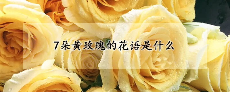 7朵黃玫瑰的花語是什么