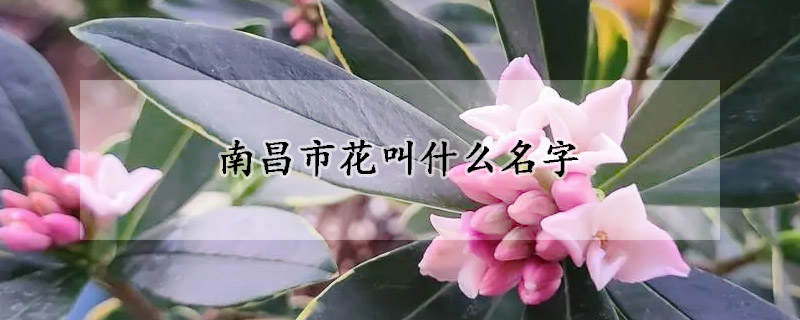 南昌市花叫什么名字