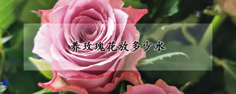 養(yǎng)玫瑰花放多少水