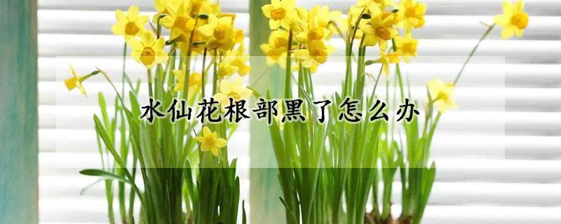 水仙花根部黑了怎么辦