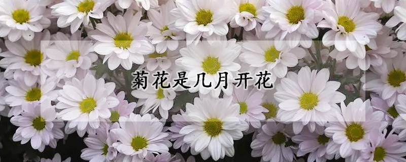 菊花是幾月開花