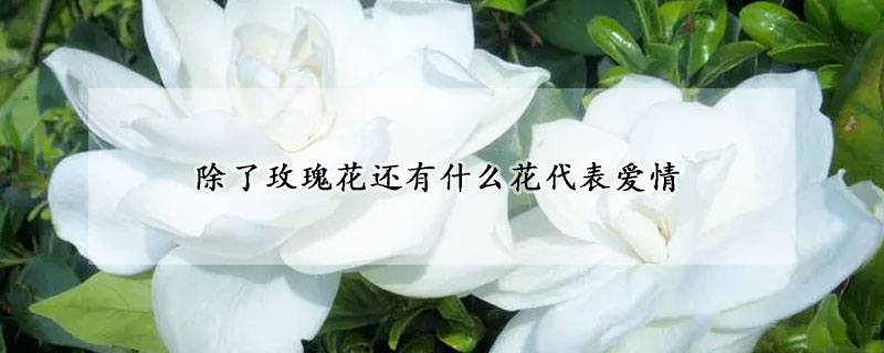 除了玫瑰花還有什么花代表愛情