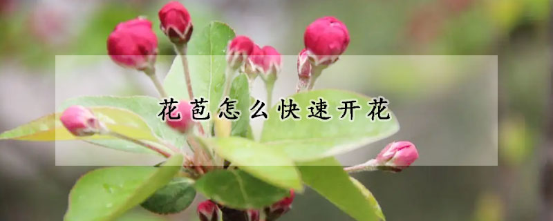 花苞怎么快速開花