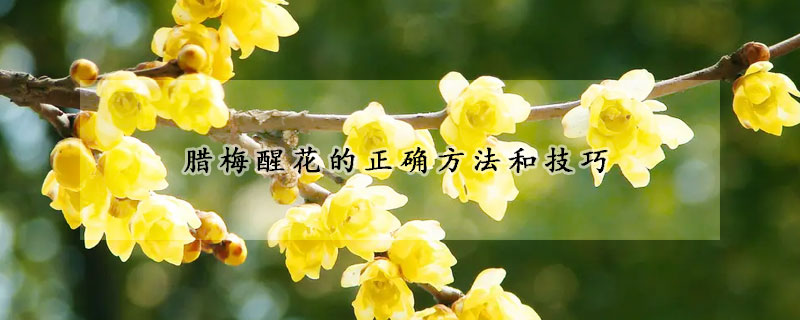 臘梅醒花的正確方法和技巧