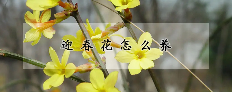 迎春花怎么養(yǎng)