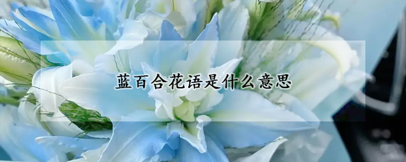 藍(lán)百合花語(yǔ)是什么意思