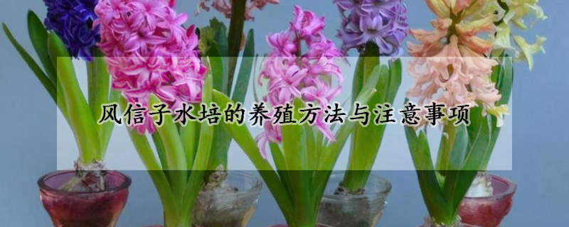 風(fēng)信子水培的養(yǎng)殖方法與注意事項(xiàng)