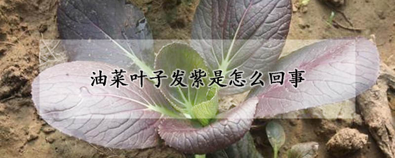 油菜葉子發(fā)紫是怎么回事