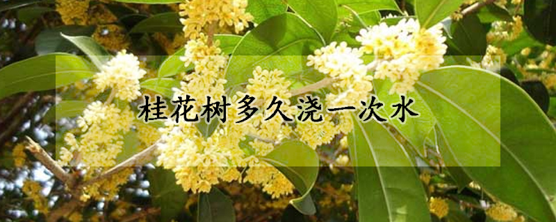 桂花樹(shù)多久澆一次水