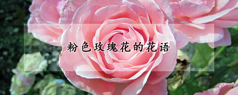 粉色玫瑰花的花語