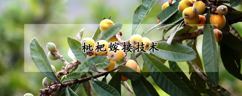 枇杷嫁接技術(shù)