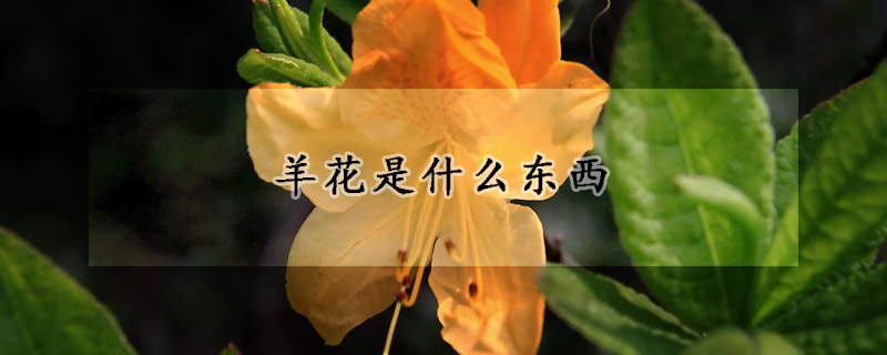 羊花是什么東西