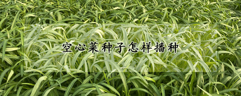 空心菜種子怎樣播種