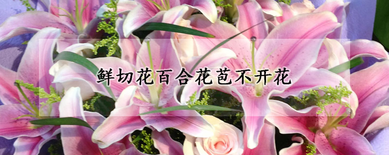 鮮切花百合花苞不開花