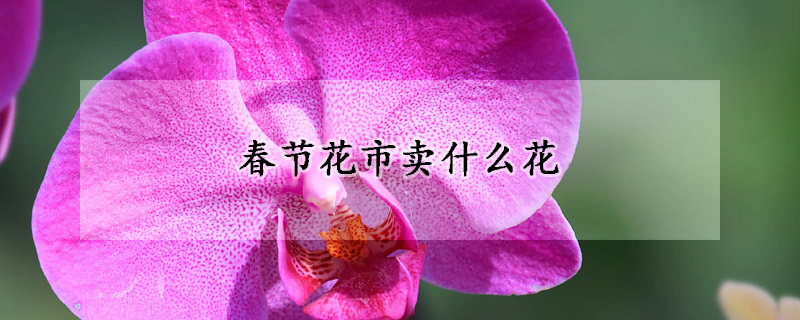 春節花市賣什么花