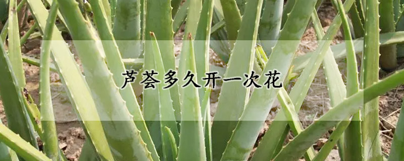 蘆薈多久開一次花