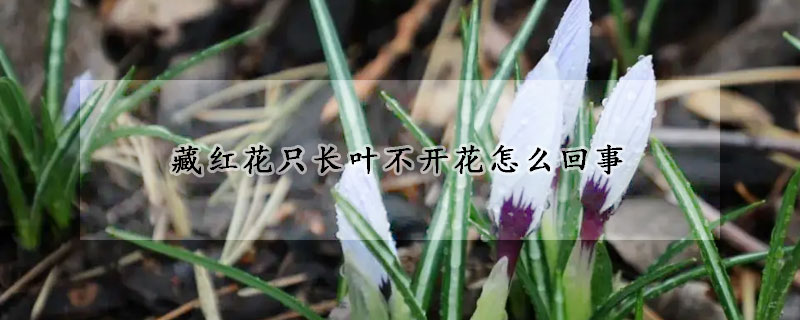 藏紅花只長(zhǎng)葉不開(kāi)花怎么回事