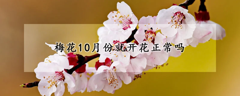 梅花10月份就開花正常嗎