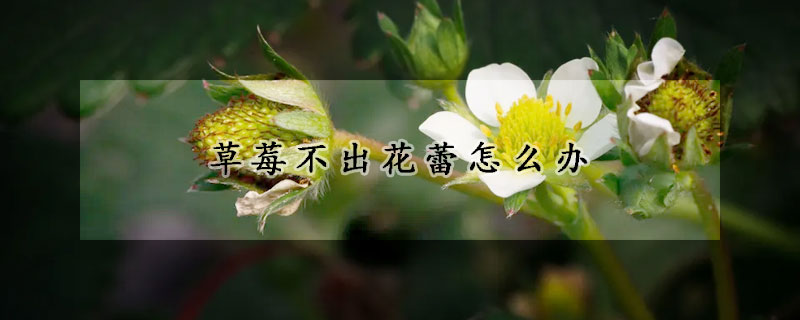 草莓不出花蕾怎么辦