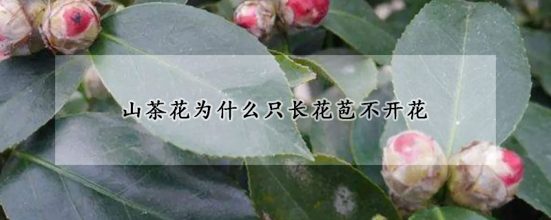 山茶花為什么只長花苞不開花