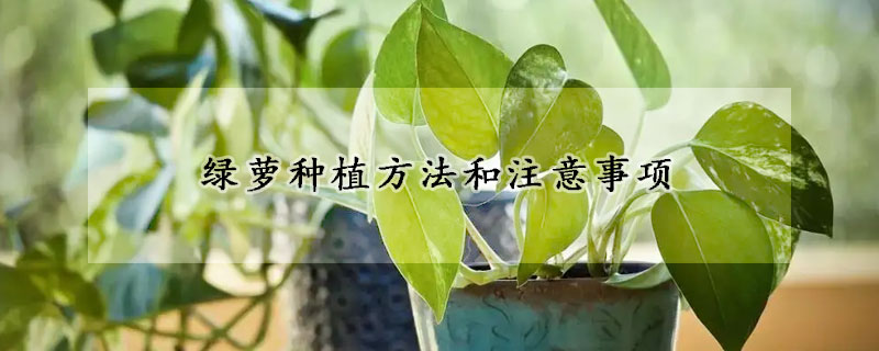 綠蘿種植方法和注意事項(xiàng)