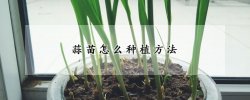 蒜苗怎么種植方法