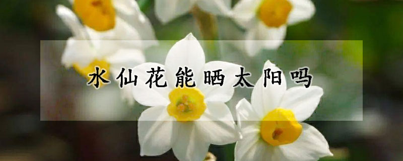 水仙花能曬太陽嗎