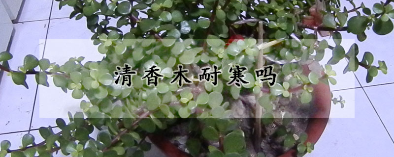 清香木耐寒嗎