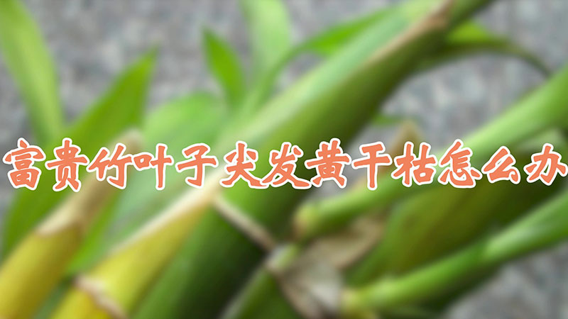 富貴竹葉子尖發(fā)黃干枯怎么辦