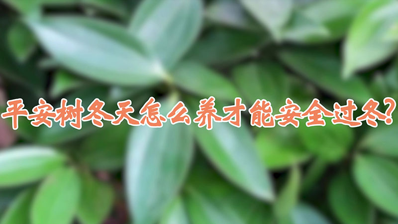 平安樹(shù)冬天怎么養(yǎng)才能安全過(guò)冬?