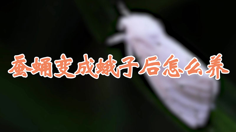 蠶蛹變成蛾子后怎么養(yǎng)