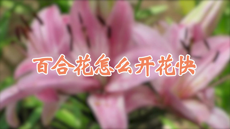 百合花怎么開花快