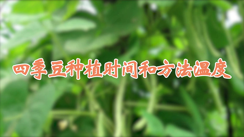 四季豆種植時間和方法溫度