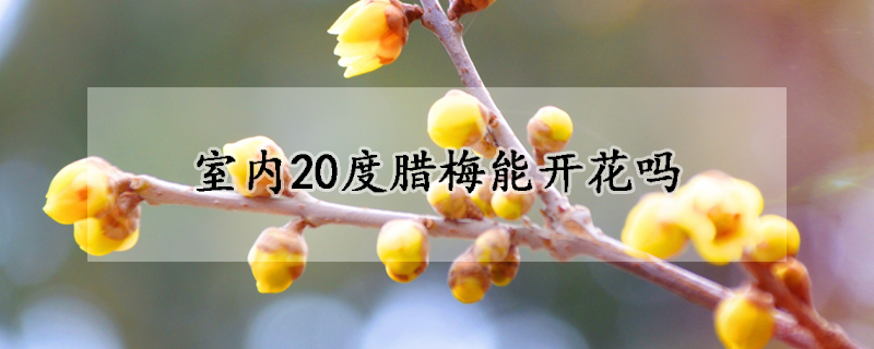 室內(nèi)20度臘梅能開(kāi)花嗎