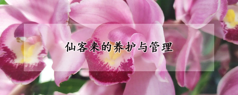 仙客來的養(yǎng)護(hù)與管理