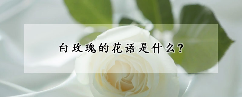 白玫瑰的花語是什么?